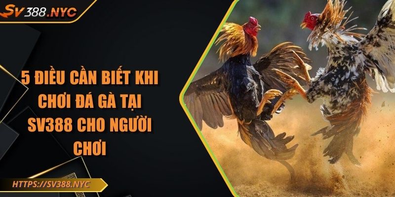 5 Điều Cần Biết Khi Chơi Đá Gà Tại Sv388 Cho Người Chơi 1 5 Điều Cần Biết Khi Chơi Đá Gà Tại Sv388 Cho Người Chơi