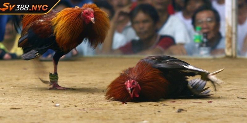 5 Điều Cần Biết Khi Chơi Đá Gà Tại Sv388 Cho Người Chơi 4 Những vấn đề quan trọng khi đá gà