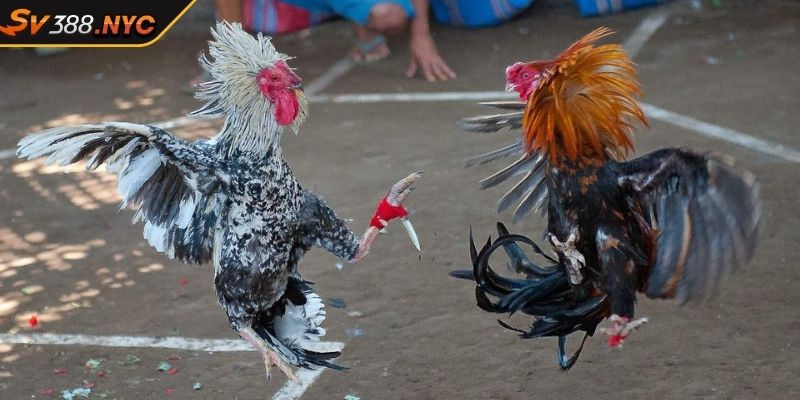 Hướng Dẫn Toàn Diện Đá Gà Campuchia Sv388 Cho Người Mới Bắt Đầu 3 Quy định và luật chơi đơn giản