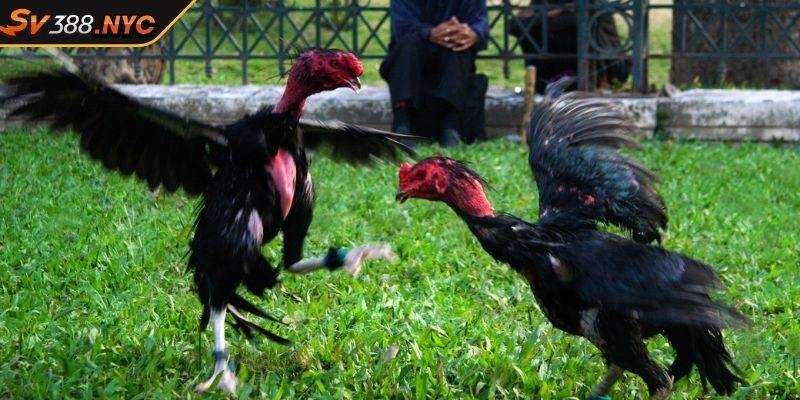 Giống Gà Chọi SV388 Khám Phá Thế Giới Đá Gà Đầy Kịch Tính 3 Các giống gà chọi SV388 làm nên tên tuổi của đấu trường