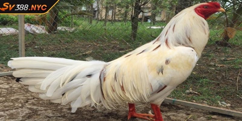Gà Bướm SV388 Khám Phá Chiến Kê Huyền Thoại Trên Đấu Trường 3 Cách chọn ngày đá gà cho gà bướm SV388