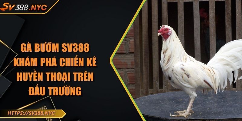 Gà Bướm SV388 Khám Phá Chiến Kê Huyền Thoại Trên Đấu Trường