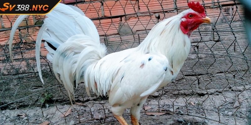 Gà Bướm SV388 Khám Phá Chiến Kê Huyền Thoại Trên Đấu Trường 2 Gà bướm SV388 là gì?