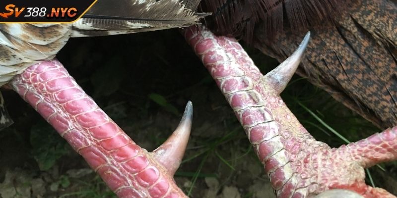 Vảy Tam Tài Tứ Quý SV388 Và Cách Chọn Chiến Kê Bất Bại 2 Giải thích cho người chơi về vảy tam tài tứ quý SV388