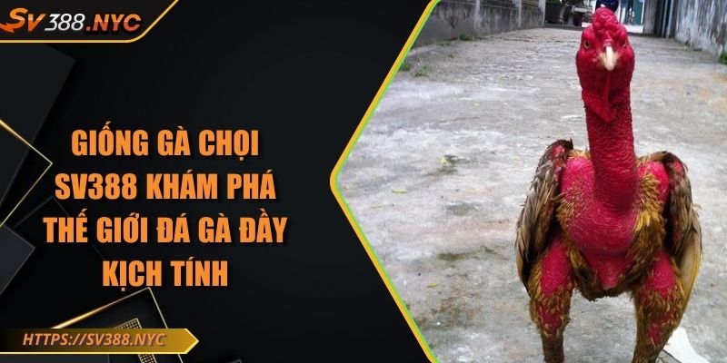Giống Gà Chọi SV388 Khám Phá Thế Giới Đá Gà Đầy Kịch Tính 1 Giống Gà Chọi SV388 Khám Phá Thế Giới Đá Gà Đầy Kịch Tính
