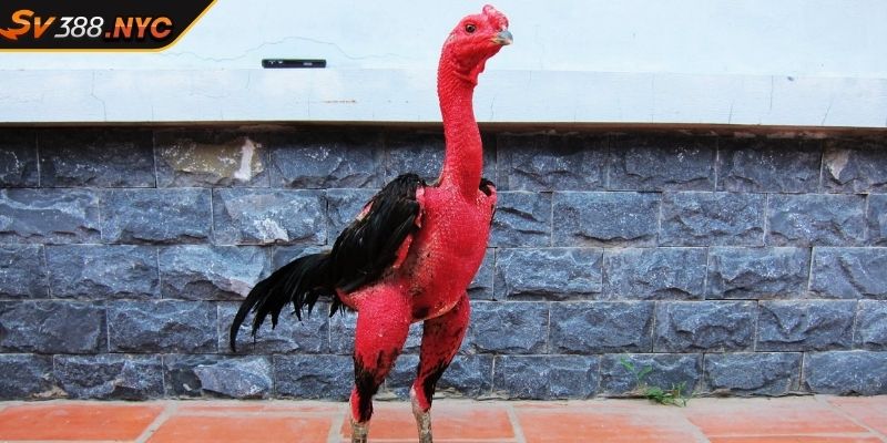 Giống Gà Chọi SV388 Khám Phá Thế Giới Đá Gà Đầy Kịch Tính 2 Giống gà chọi SV388 là gì?