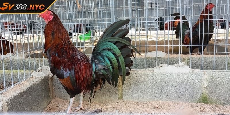 Gà Kelso SV388 Chiến Kê Đẳng Cấp Với Lối Đá Thông Minh 2 Hành trình lai tạo gà Kelso SV388