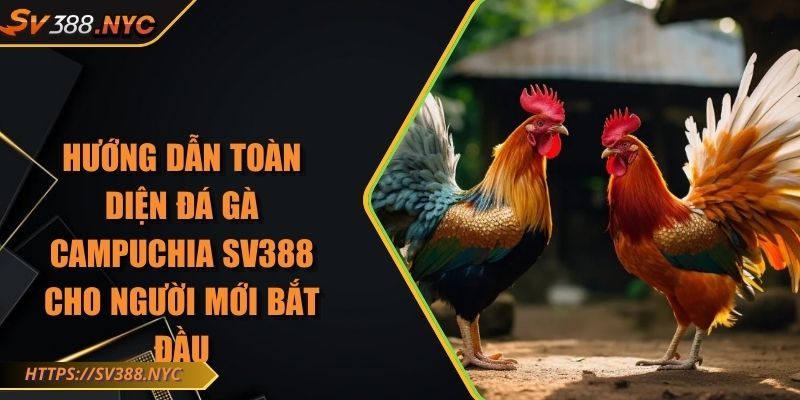 Hướng Dẫn Toàn Diện Đá Gà Campuchia Sv388 Cho Người Mới Bắt Đầu