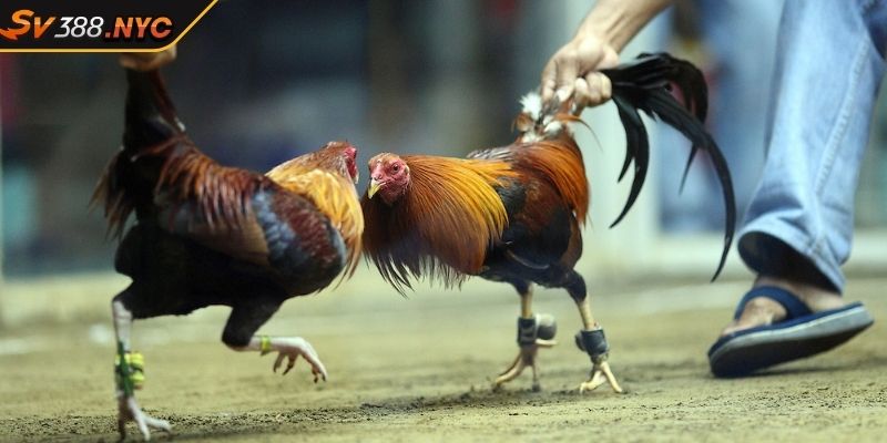 Tận Hưởng Đá Gà Cựa Dao Sv388 Kịch Tính Trực Tuyến 4 Kèo kết hợp tạo thắng lớn