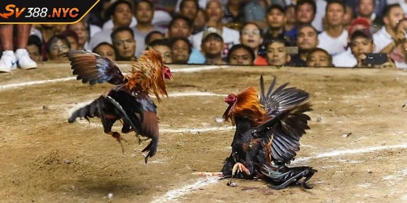 Tận Hưởng Kịch Tính Của Đá Gà Philippines Sv388 Thắng Lớn 3 Kinh nghiệm cập nhật và đánh giá thông tin