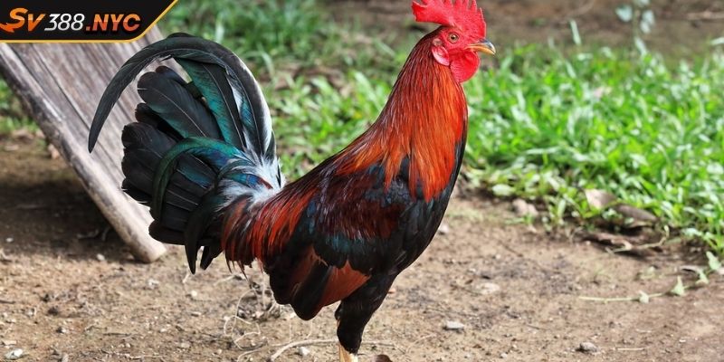 Vảy Nội Hoa Đăng SV388, Bí Mật Của Những Chiến Kê Mạnh Mẽ 4 Loại gà tre miền Tây nổi bật với sự nhanh nhẹn