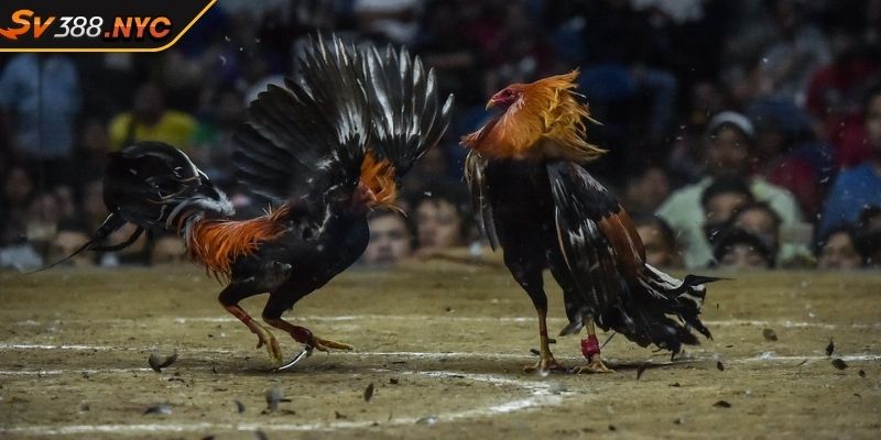 5 Điều Cần Biết Khi Chơi Đá Gà Tại Sv388 Cho Người Chơi 3 Loại hình đá gà cựa sắt hấp dẫn