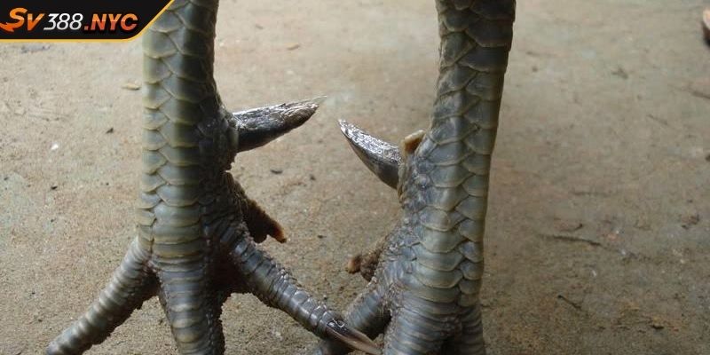 Vảy Tam Tài Tứ Quý SV388 Và Cách Chọn Chiến Kê Bất Bại 3 Phân loại cụ thể các loại vảy tam tài