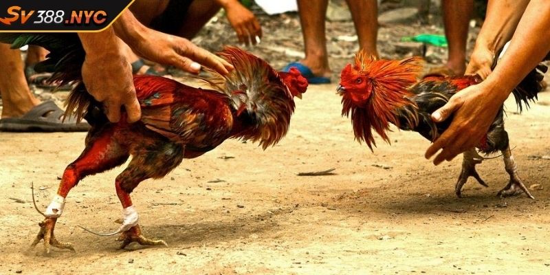 Tận Hưởng Kịch Tính Của Đá Gà Philippines Sv388 Thắng Lớn 4 Phân tích và lựa chọn ván cược phù hợp