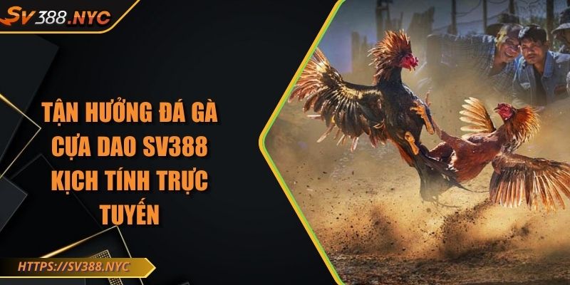 Tận Hưởng Đá Gà Cựa Dao Sv388 Kịch Tính Trực Tuyến