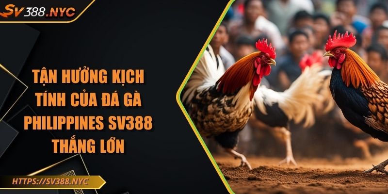 Tận Hưởng Kịch Tính Của Đá Gà Philippines Sv388 Thắng Lớn