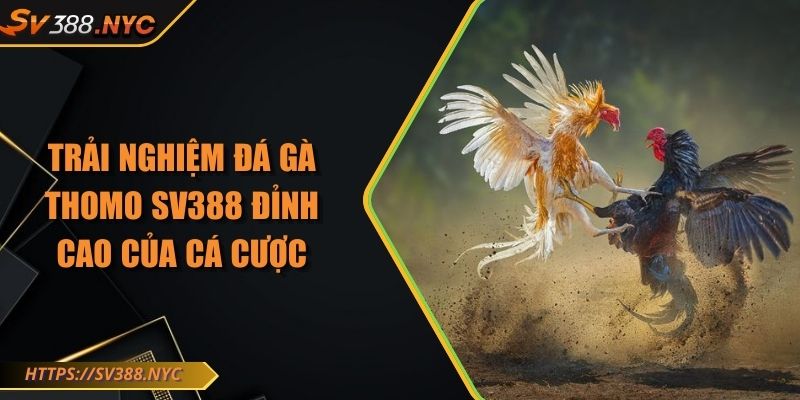 Trải Nghiệm Đá Gà Thomo Sv388 Đỉnh Cao Của Cá Cược
