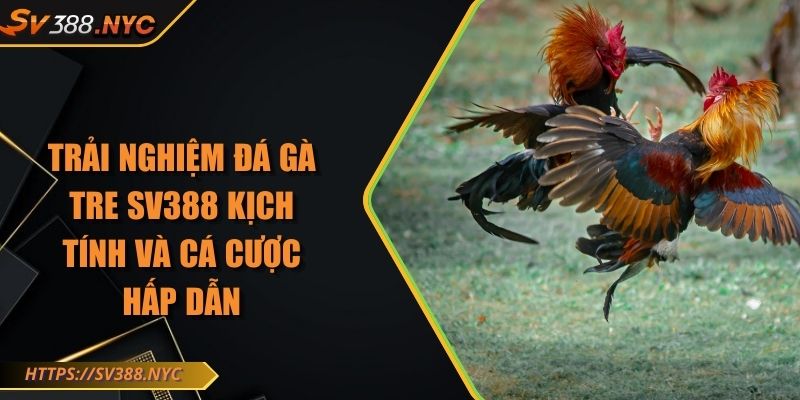 Trải Nghiệm Đá Gà Tre Sv388 Kịch Tính Và Cá Cược Hấp Dẫn