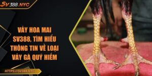 Vảy Hoa Mai SV388, Tìm Hiểu Thông Tin Về Loại Vảy Gà Quý Hiếm