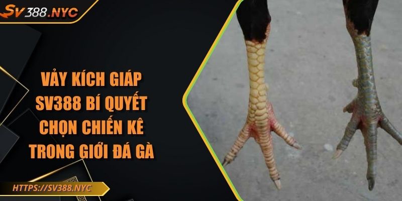 Vảy Kích Giáp SV388 Bí Quyết Chọn Chiến Kê Trong Giới Đá Gà 1 Vảy Kích Giáp SV388 Bí Quyết Chọn Chiến Kê Trong Giới Đá Gà