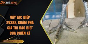 Vảy Lạc Diệp SV388, Khám Phá Giá Trị Đặc Biệt Của Chiến Kê
