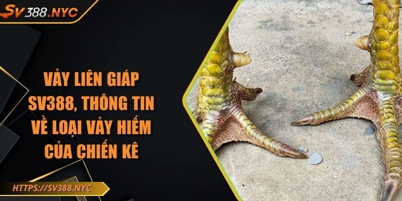 Vảy liên giáp SV388, thông tin về loại vảy hiếm của chiến kê 4 Vảy liên giáp SV388, thông tin về loại vảy hiếm của chiến kê