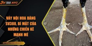 Vảy Nội Hoa Đăng SV388, Bí Mật Của Những Chiến Kê Mạnh Mẽ