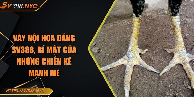 Vảy Nội Hoa Đăng SV388, Bí Mật Của Những Chiến Kê Mạnh Mẽ 2 Vảy Nội Hoa Đăng SV388, Bí Mật Của Những Chiến Kê Mạnh Mẽ