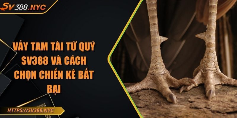 Vảy Tam Tài Tứ Quý SV388 Và Cách Chọn Chiến Kê Bất Bại 5 Vảy Tam Tài Tứ Quý SV388 Và Cách Chọn Chiến Kê Bất Bại